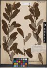 Foto von Salix cinerea L.